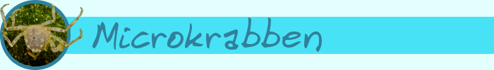 Microkrabben