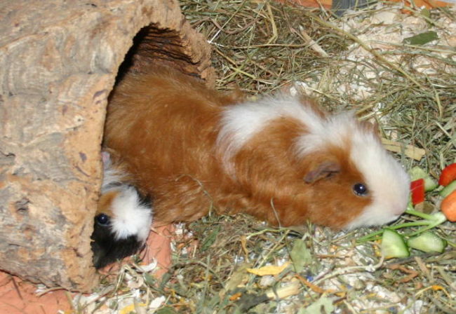 Amy