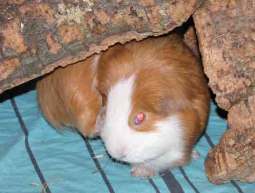 Barry