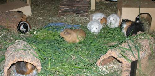 Grasfressschweins
