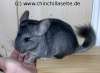 Chinchillababy