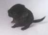 Chinchillababy