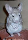 Chinchillas