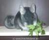 Chinchillas
