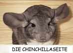 Chinchillaseite