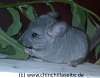 Chinchillas