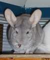 Chinchillas