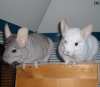 Chinchilla