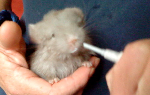 Chinchilla Handaufzucht