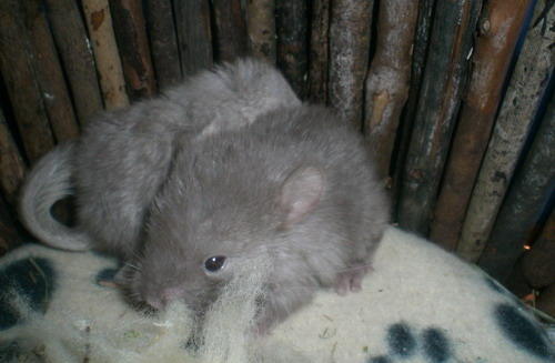 Chinchilla Handaufzucht