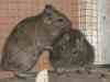 degus