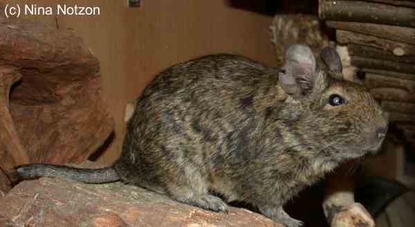 Abgerissener Schwanz