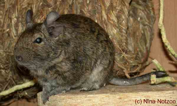 Abgerissener Schwanz