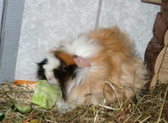 Donna