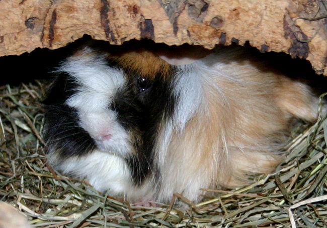 Donna