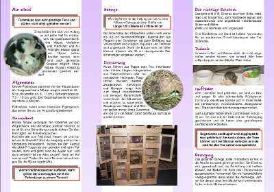 Farbmaus Flyer