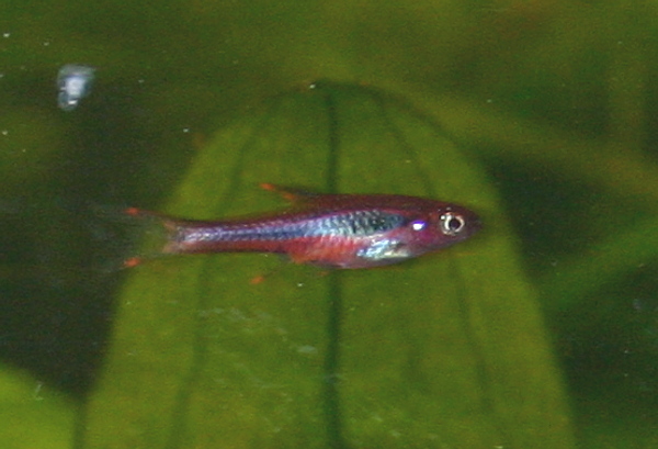 Boraras Brigittae