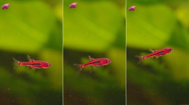Boraras Brigittae