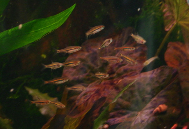 Borara Brigittae Moskito-Rasbora