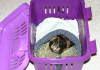 Meerschweinchen in Box