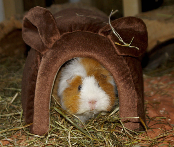 Meerschweinchen im Kuschelhäuschen