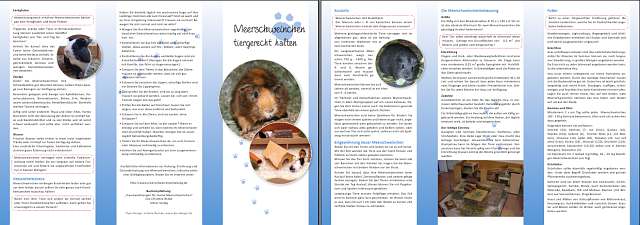 Meerschweinchen Flyer