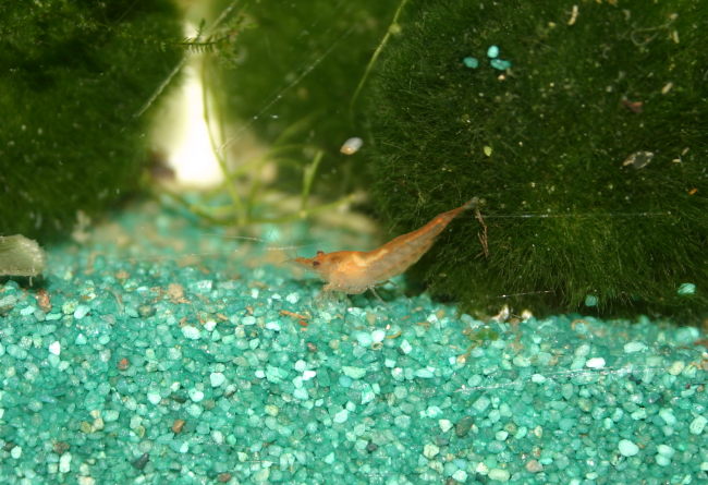 Sakura Orange Garnelen