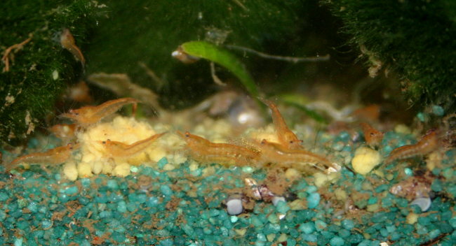 Sakura Orange Jungtiere