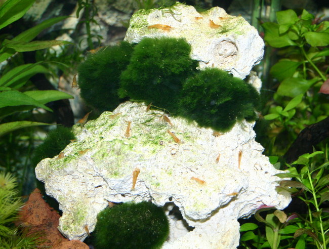 Sakura Orange Jungtiere