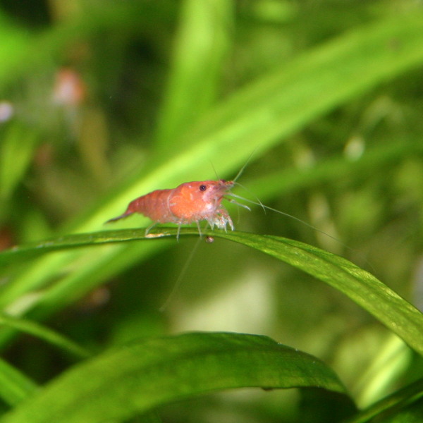 Sakura Orange Garnelen