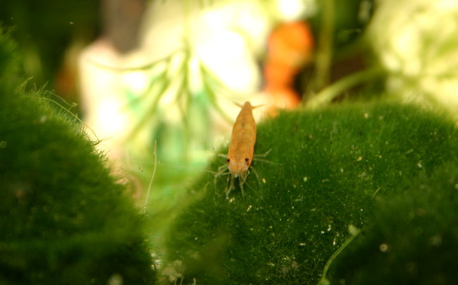 Sakura Orange Garnelen