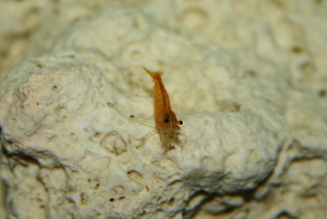 Sakura Orange Garnelen