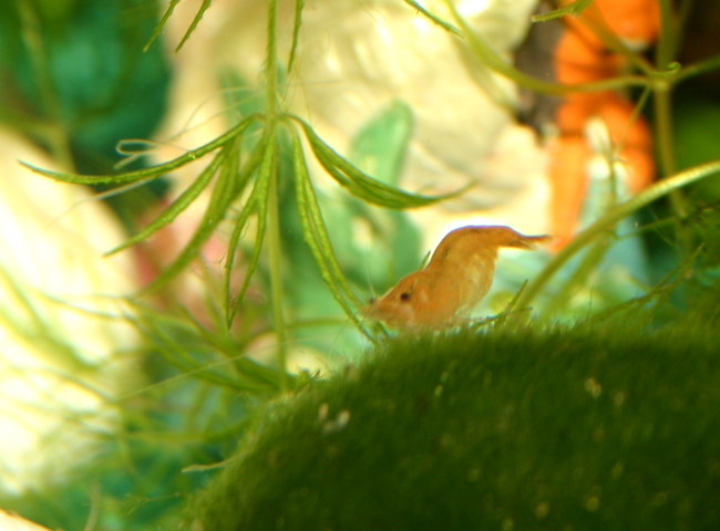 Sakura Orange Garnelen