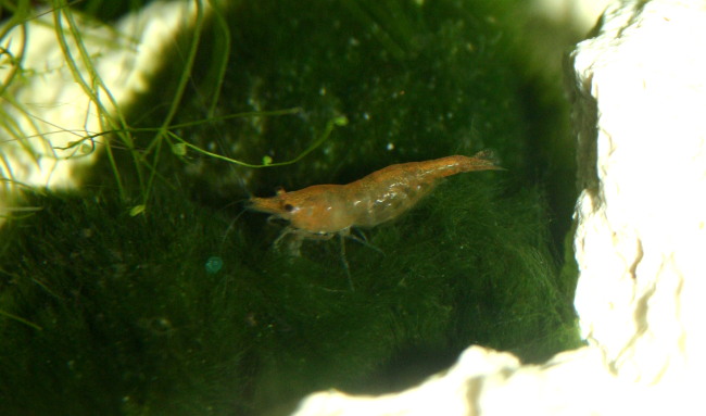 Sakura Orange Garnelen