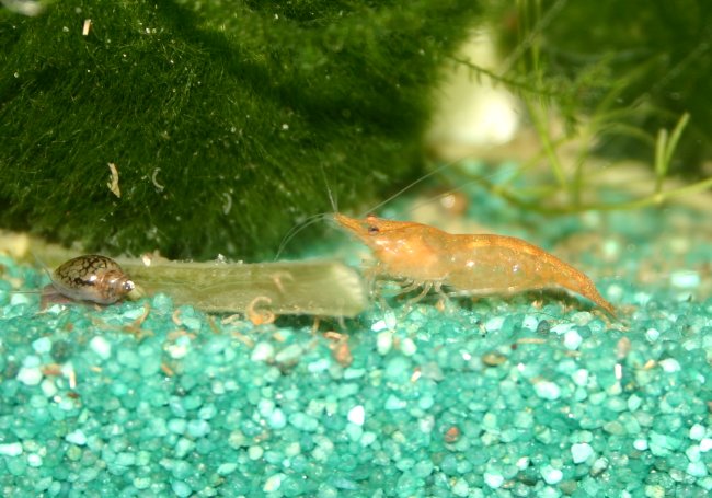 Sakura Orange Garnelen