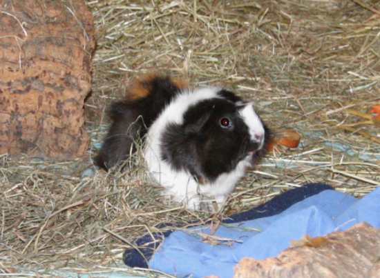 Heidi