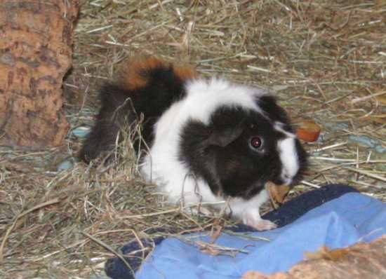 Heidi