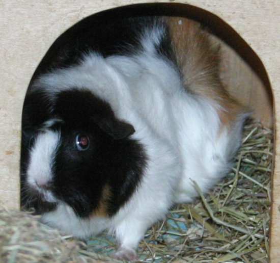 Heidi