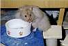 Teddyhamster