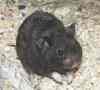 Hamster