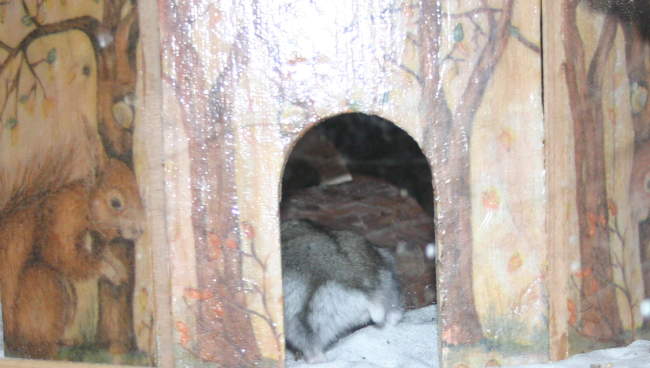 Zwerghamster und Servierttentechnik