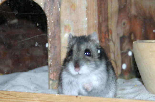 Zwerghamster und Servierttentechnik