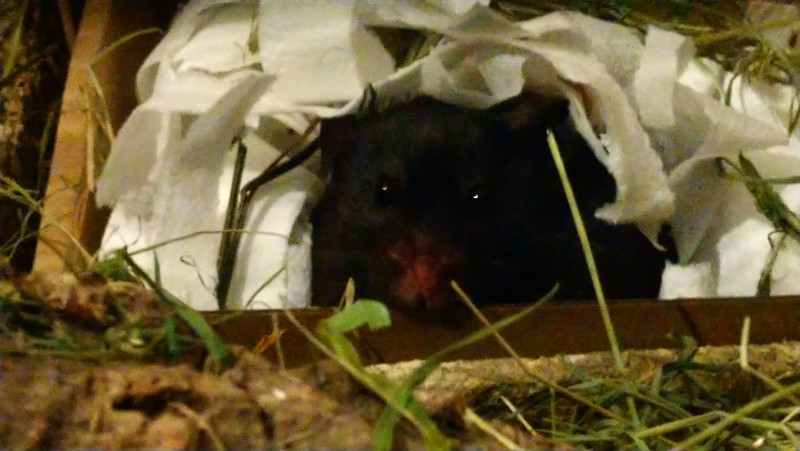 Goldhamstergehege