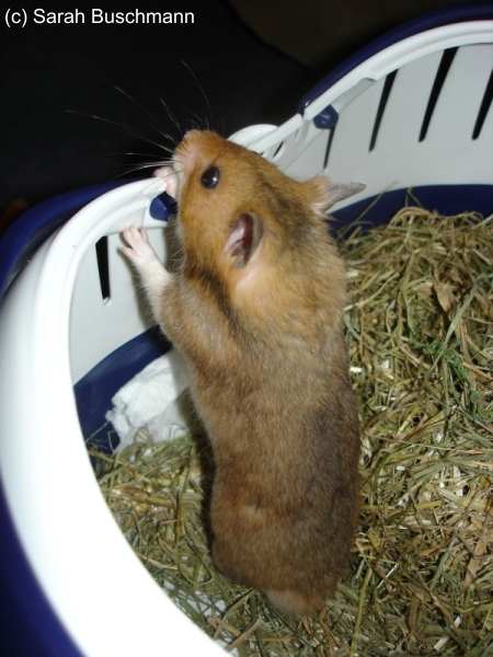 Stirbt anzeichen hamster Hamster Ratgeber