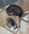 Mittelhamster