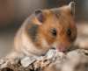 Goldhamster
