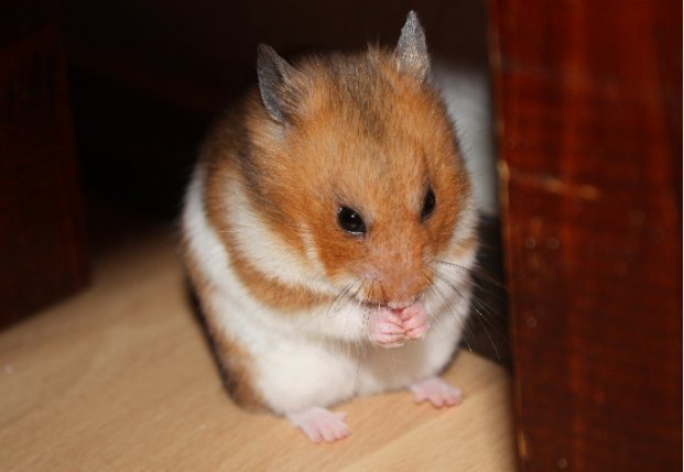 Goldhamster