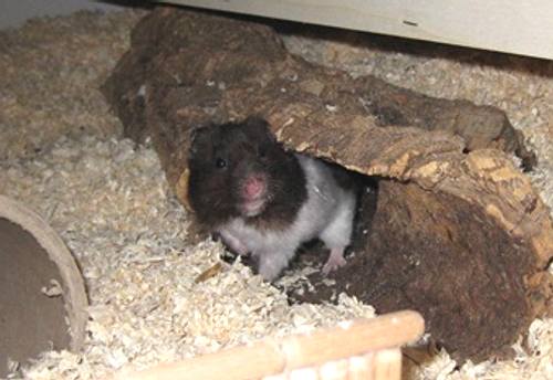 Hamstergehege