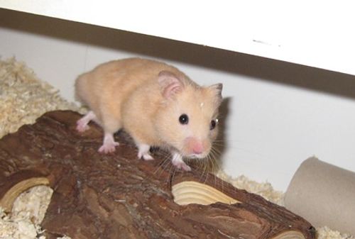 Hamstergehege