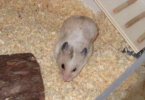 Hamstergehege